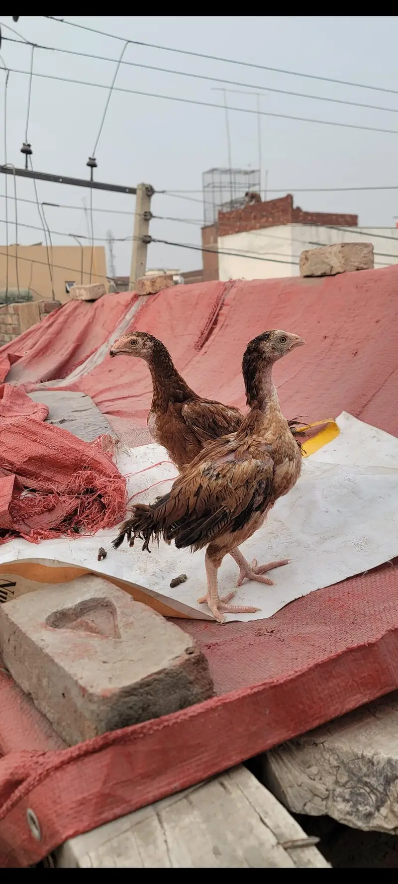 Aseel mainwali chicks | patha — photo 11