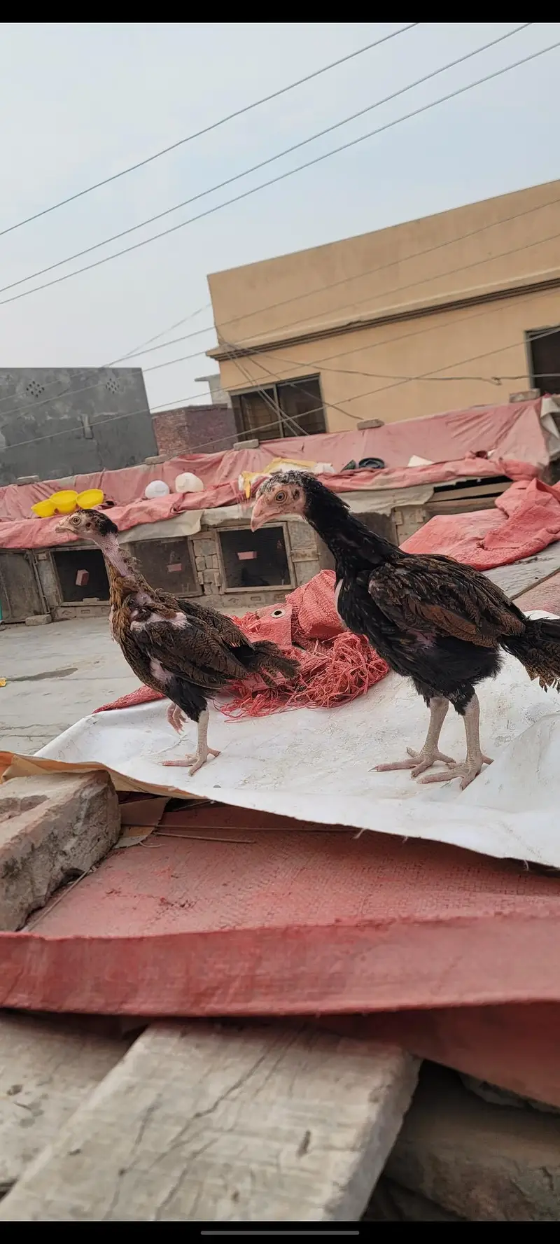 Aseel mainwali chicks | patha — photo 12