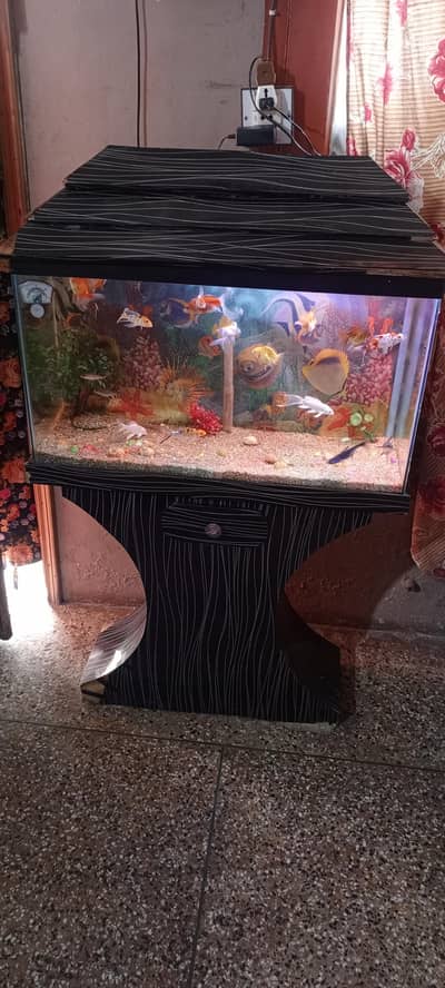 Fish aquarium