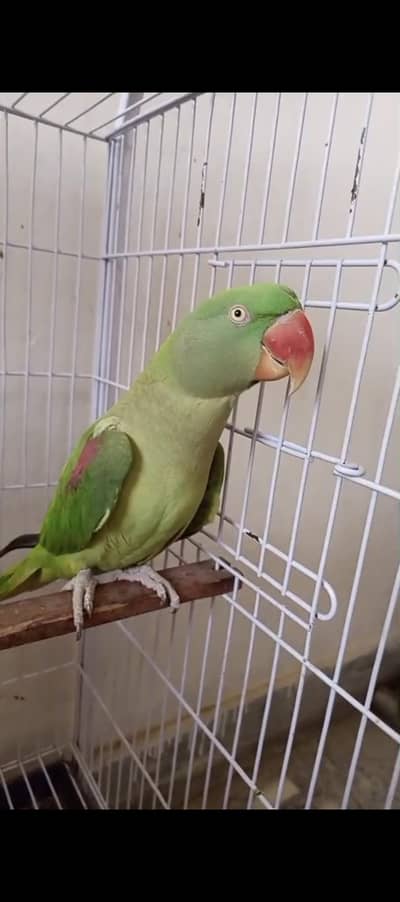 Hand tame and talking raw female for sale