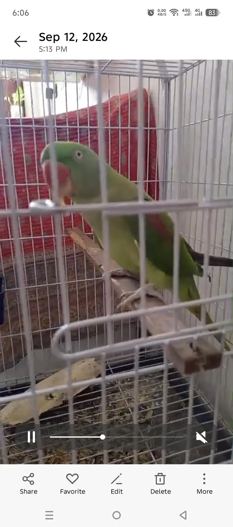 Hand tame and talking raw female for sale — photo 3