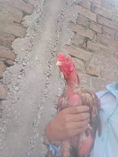 mane sale Karna hai