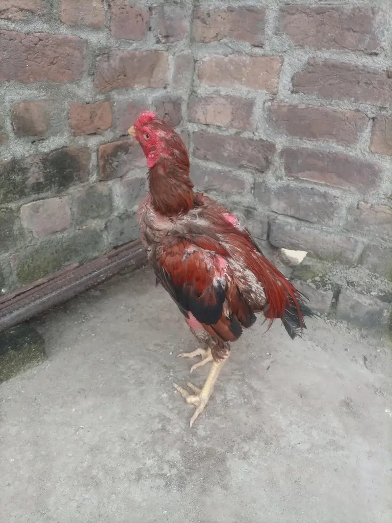 mane sale Karna hai Pakistani asel hai — photo 2