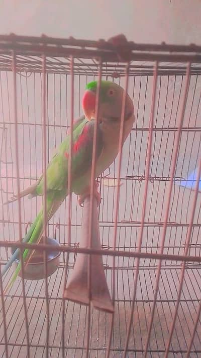 butiful kashmiri raw parrot for sale