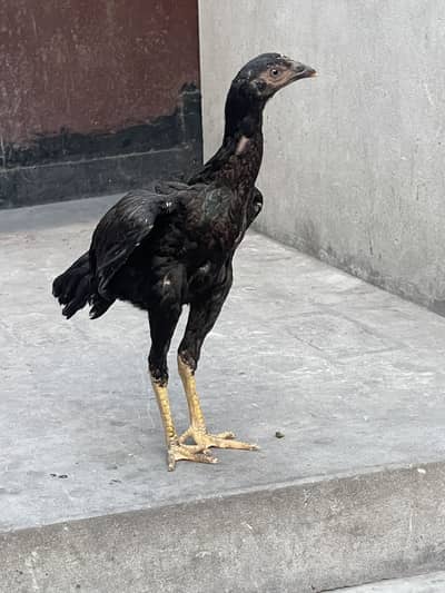 Thai cross female