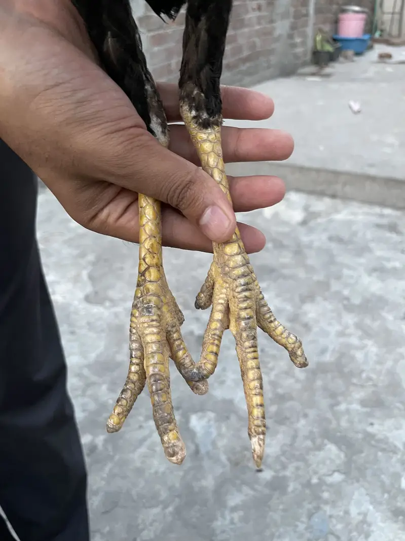 Thai cross female — photo 2