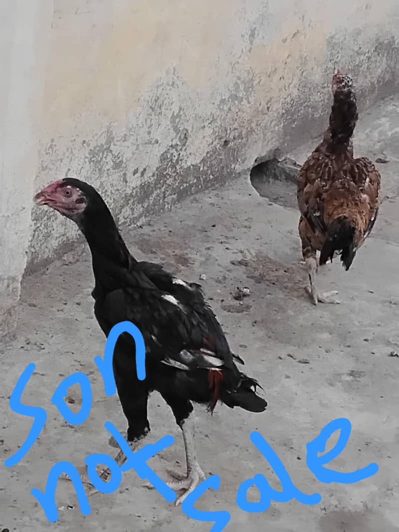 best quality 2