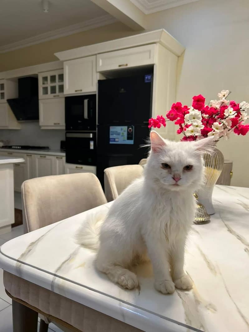 Persian cat 0