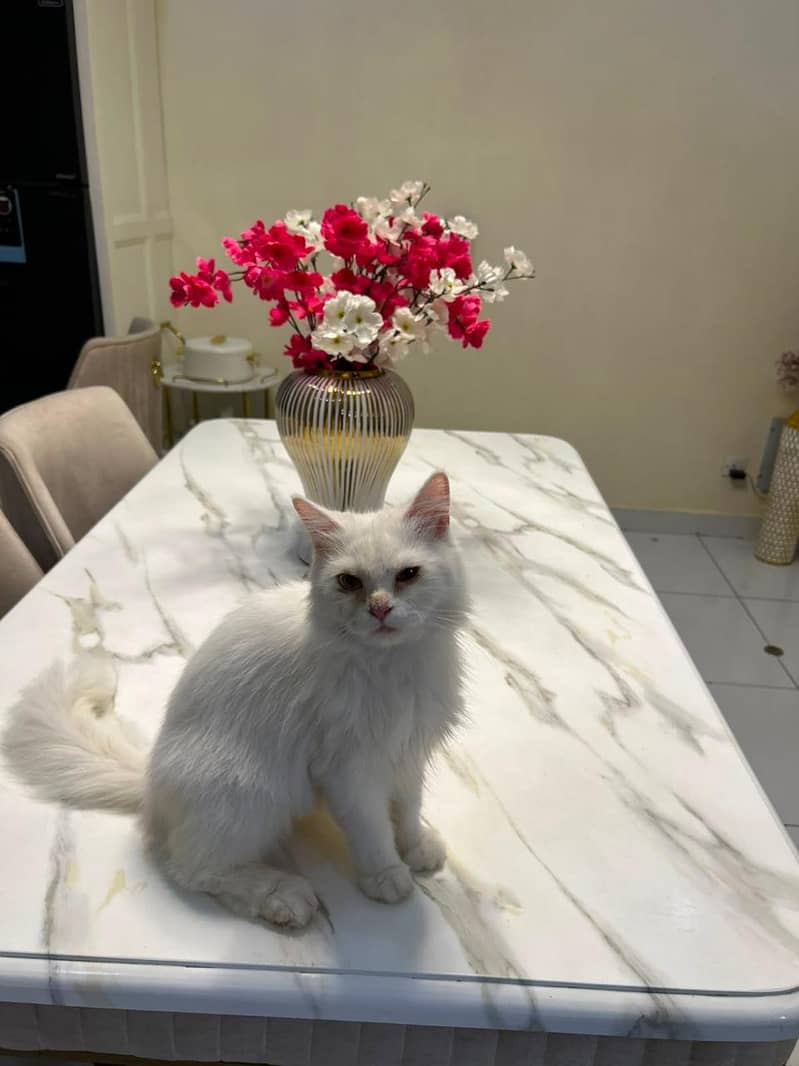 Persian cat 1
