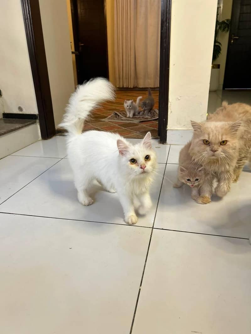 Persian cat 2