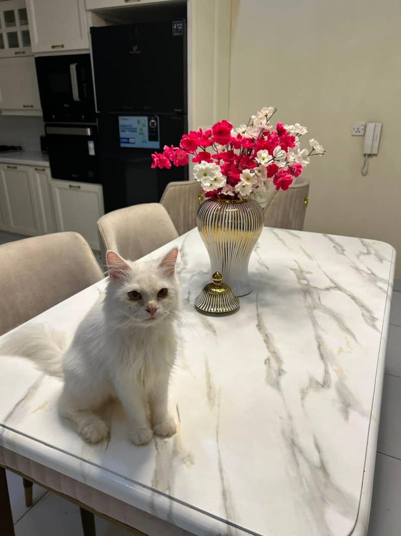 Persian cat 3