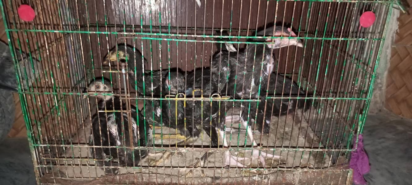 five hens 1