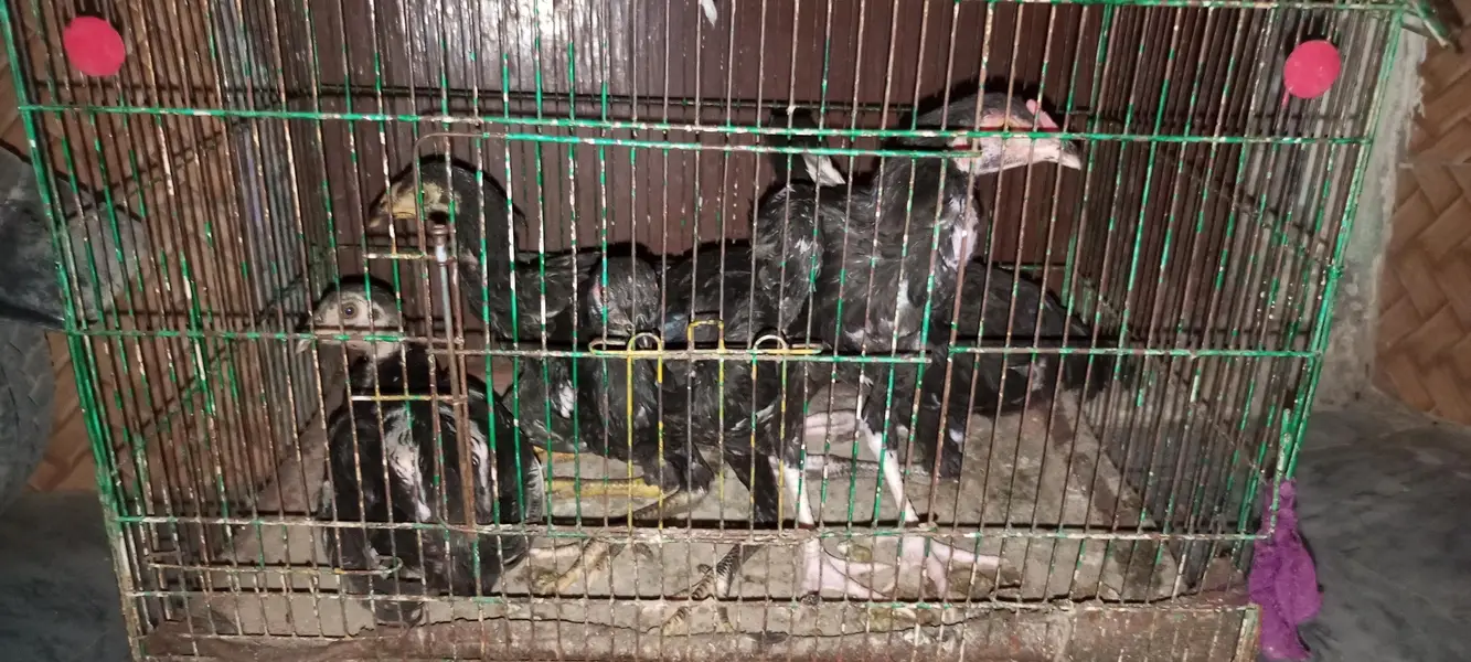 five hens — photo 2