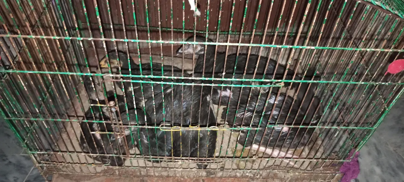 five hens — photo 3