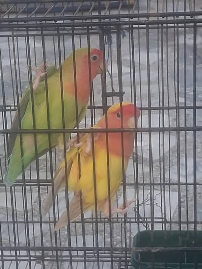 A beautiful pair of love bird