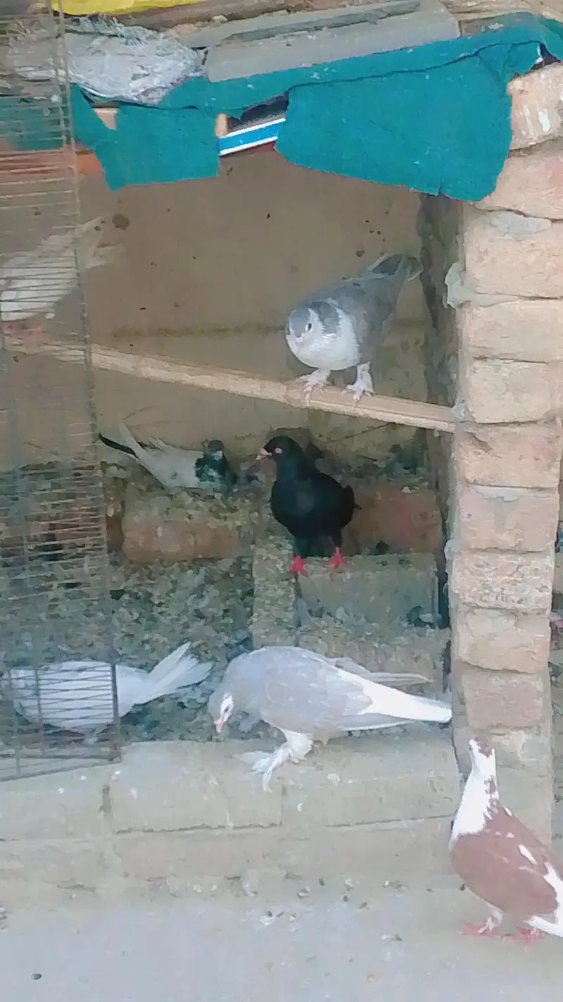healthy and breeder pairs — photo 5