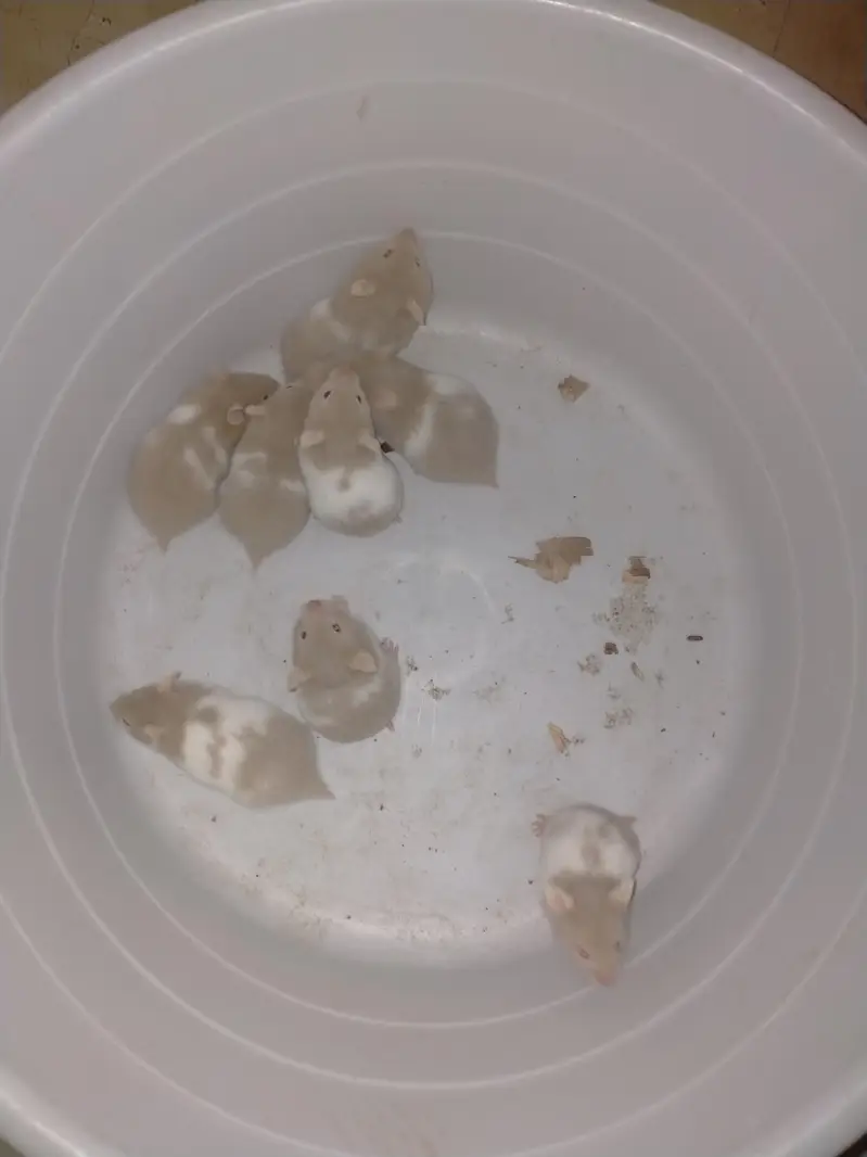 hamster babies — photo 2