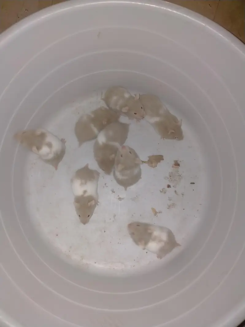 hamster babies — photo 3