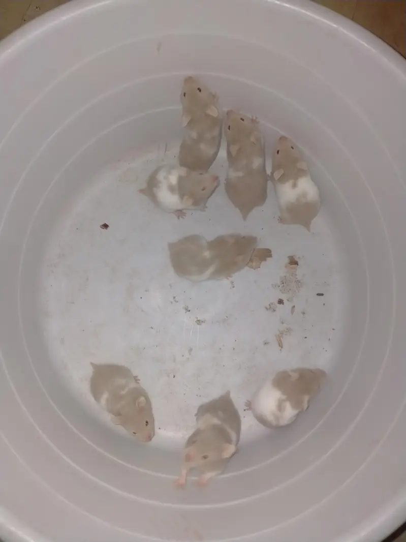 hamster babies — photo 4