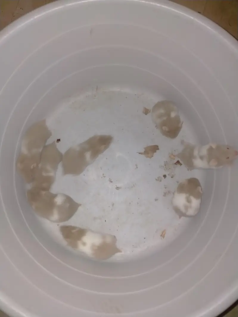 hamster babies — photo 5