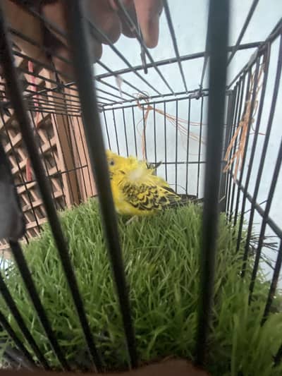 Hogoromo Breeder pair