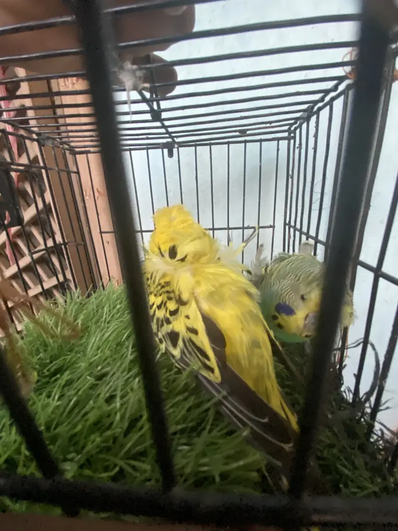 Hogoromo Breeder pair — photo 2