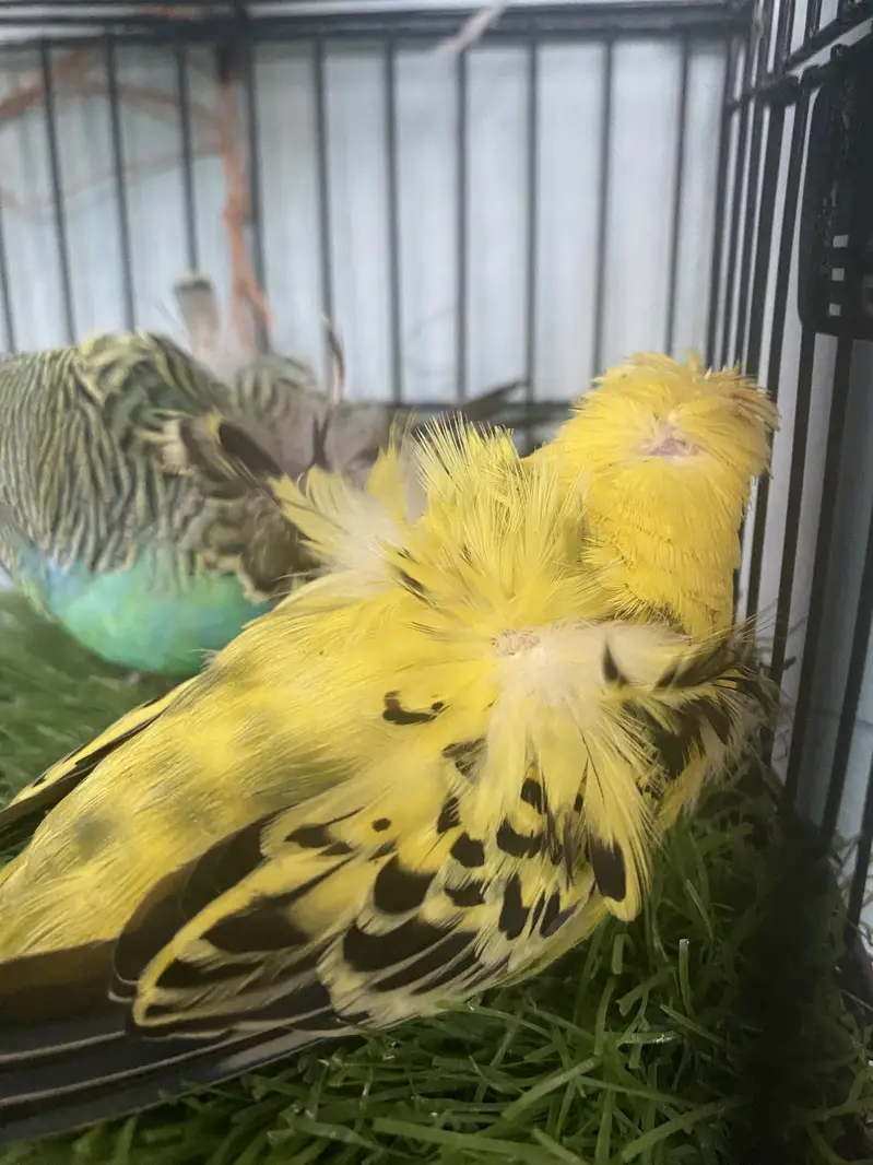 Hogoromo Breeder pair — photo 3