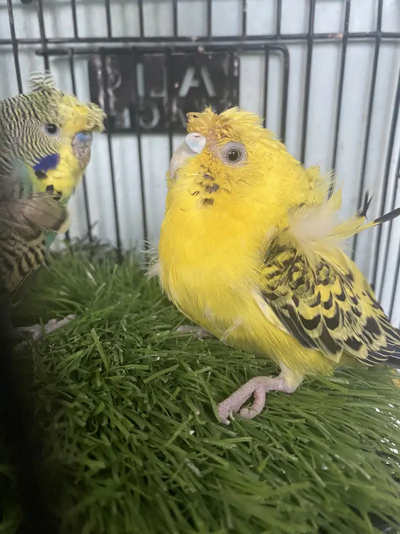 Hogoromo Breeder pair — photo 4