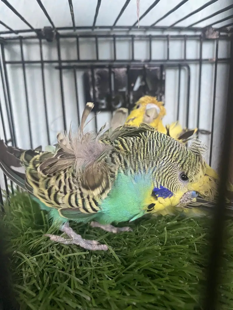 Hogoromo Breeder pair — photo 5