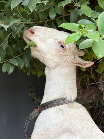 125K Goat | Male Goat | Teddy | Exchange possible