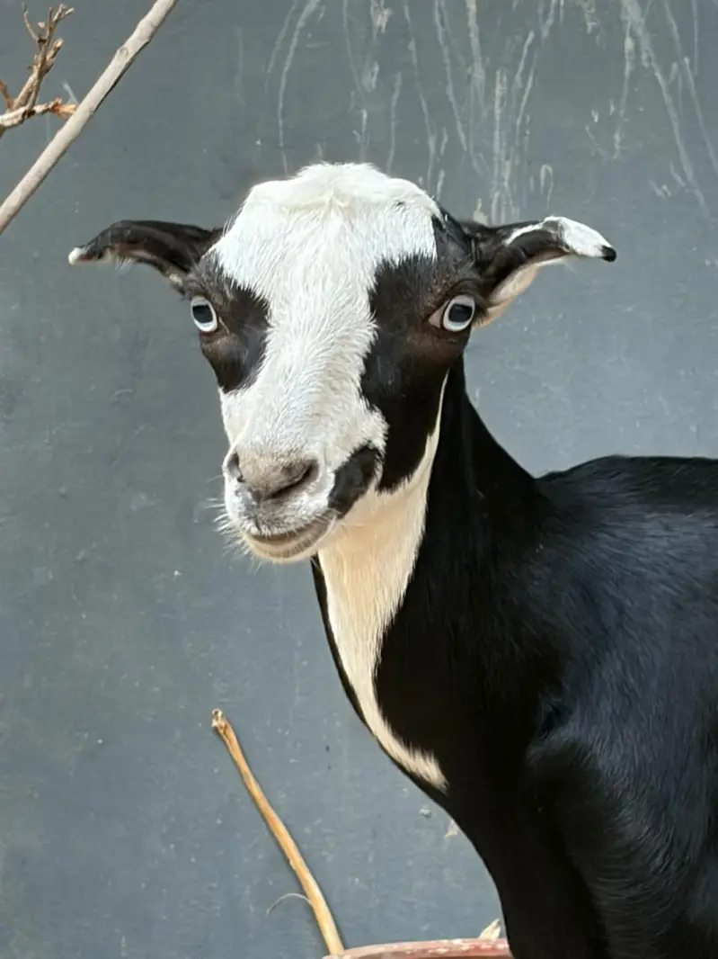 125K Goat | Male Goat | Teddy | Exchange possible — photo 2