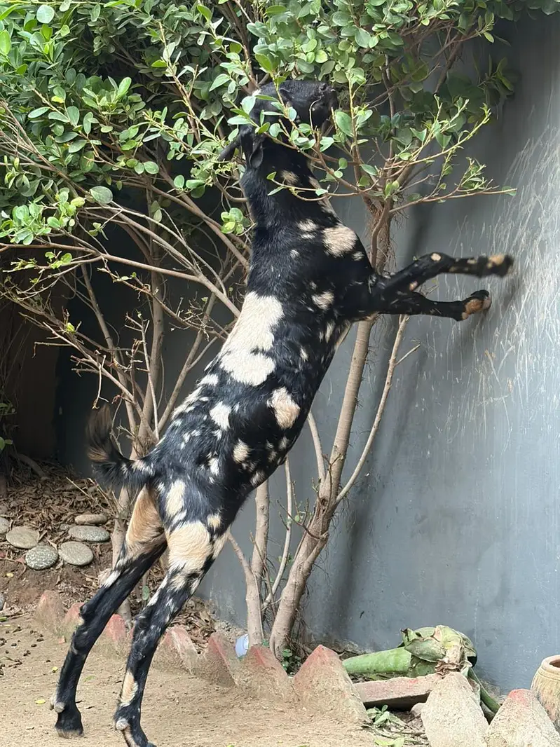 125K Goat | Male Goat | Teddy | Exchange possible — photo 3