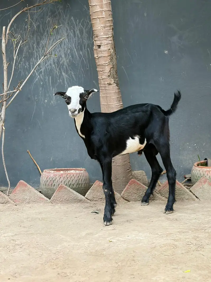 125K Goat | Male Goat | Teddy | Exchange possible — photo 4
