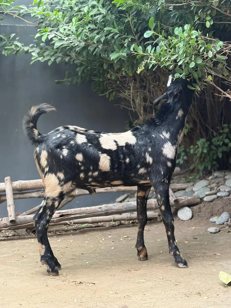 125K Goat | Male Goat | Teddy | Exchange possible — photo 5