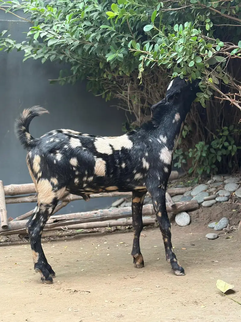 125K Goat | Male Goat | Teddy | Exchange possible — photo 9