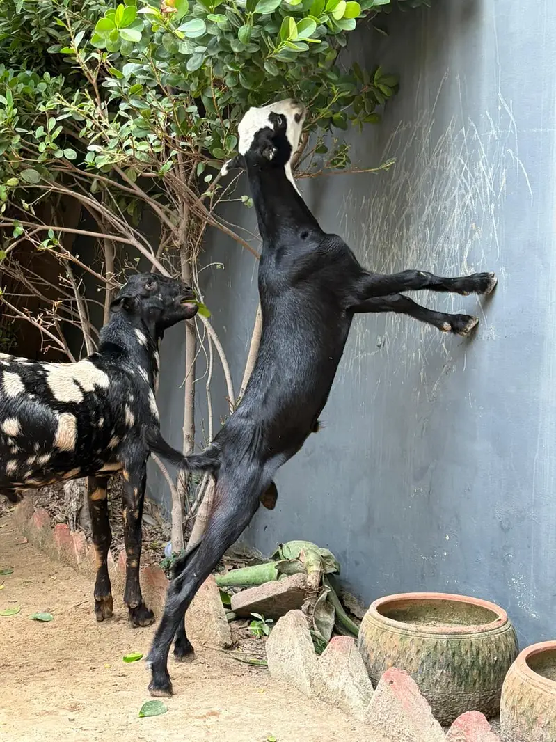 125K Goat | Male Goat | Teddy | Exchange possible — photo 10