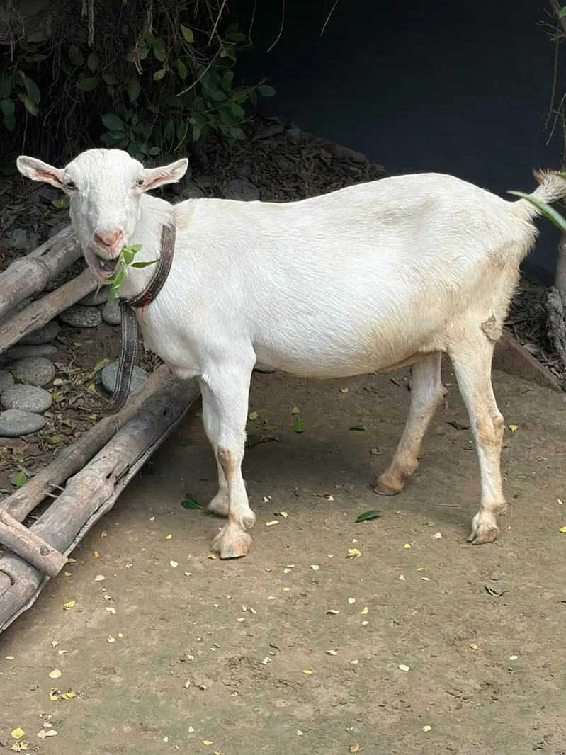 125K Goat | Male Goat | Teddy | Exchange possible — photo 11