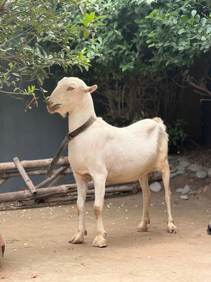 125K Goat | Male Goat | Teddy | Exchange possible — photo 12