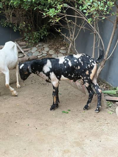 90K Goat | Male Goat | Teddy | Exchange possible