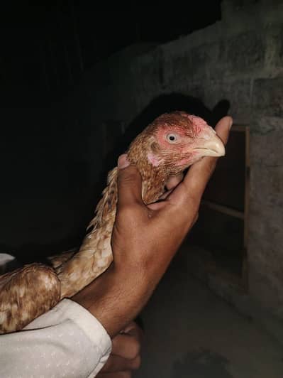 shamo parrot beak
