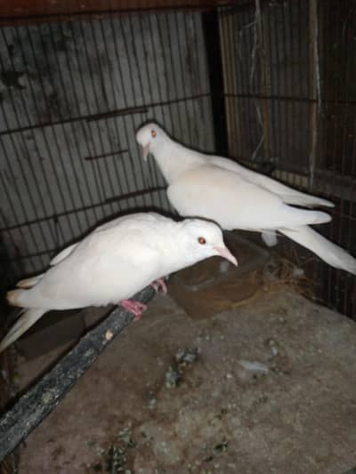dove breeder pair for sale with eggs.