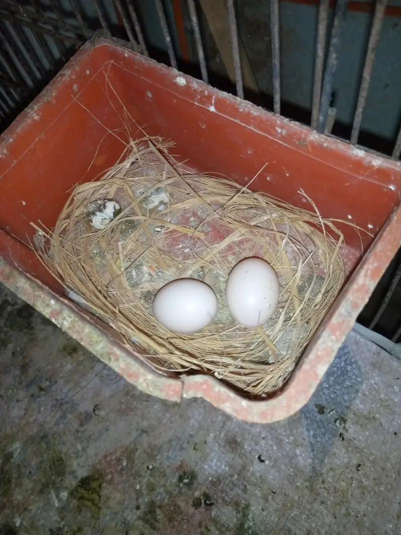 dove breeder pair for sale with eggs. — photo 3