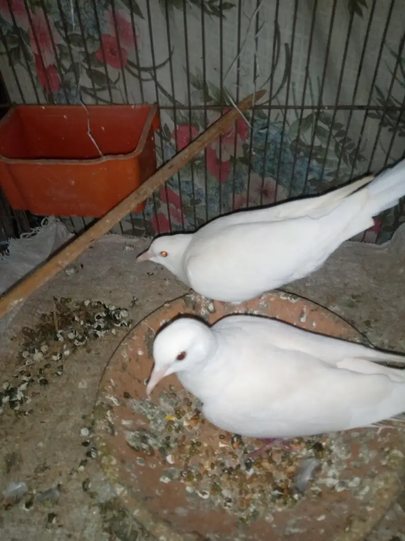 dove breeder pair for sale with eggs. — photo 4