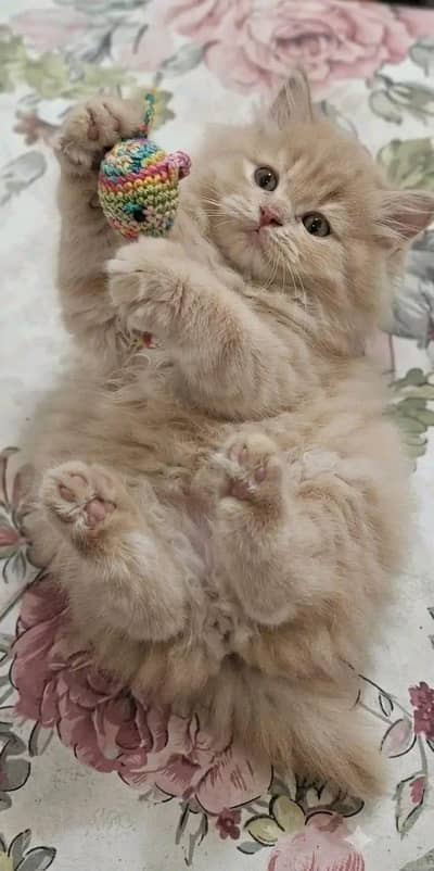 odd eyed orgnal persian