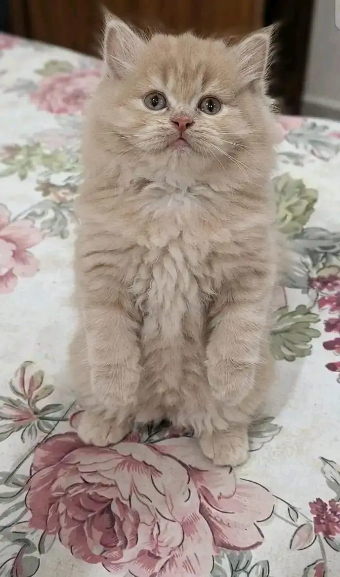 odd eyed orgnal persian — photo 4