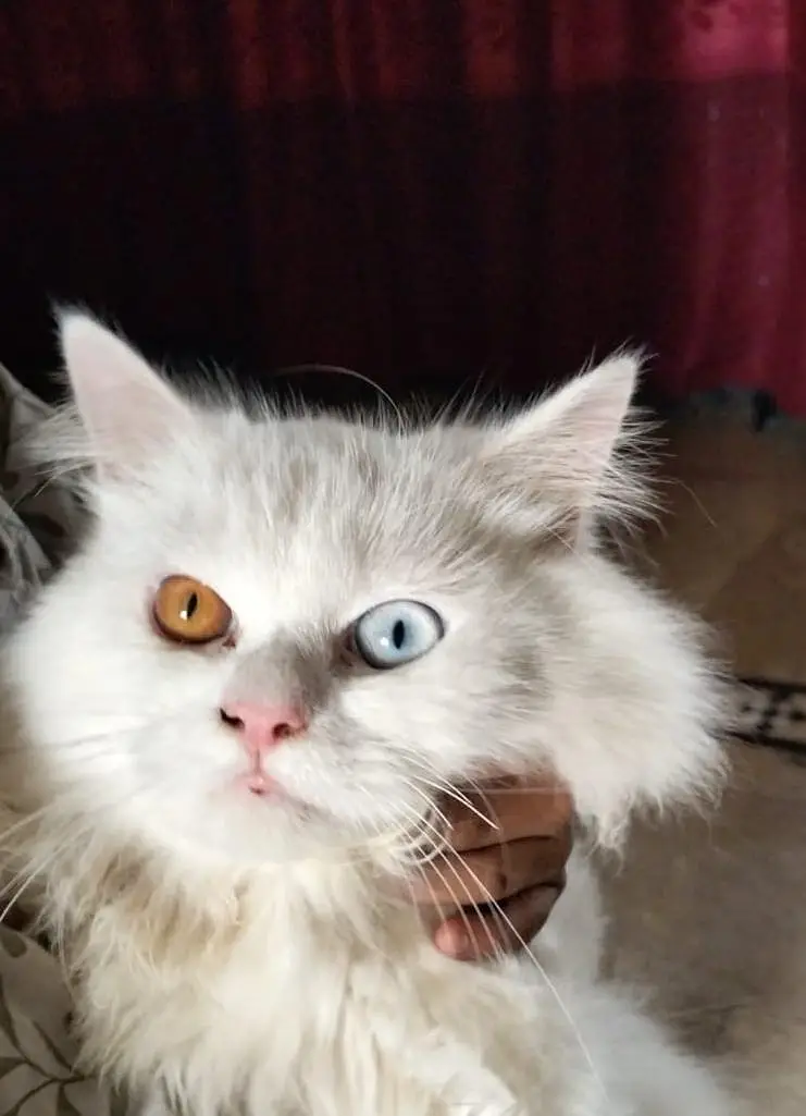odd eyed orgnal persian — photo 7
