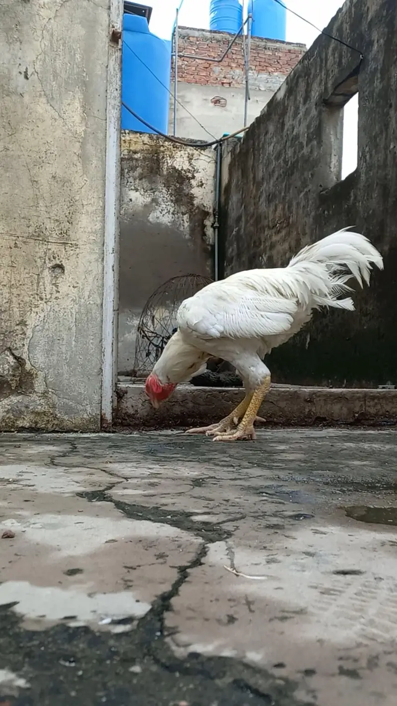 HEERA BREEDER AND HEERA PATHA — photo 2