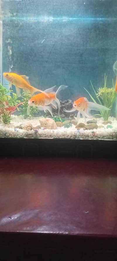 urgent sale fishes and equrioum Complete set.