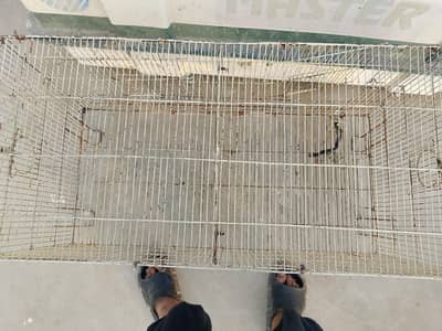 cage for parrot