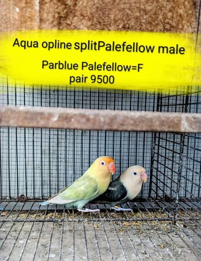 lovebird dunfellow df palefellow pf java dove
